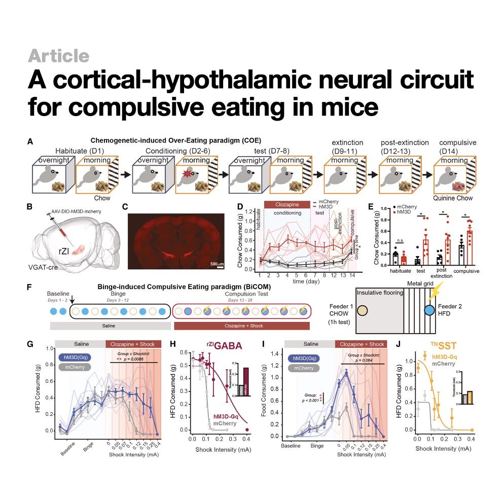 1529-Neural Circuit for Compulsive Eating episode artwork
