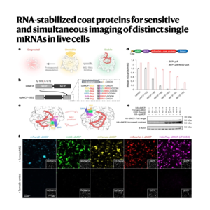 221-RNA-Stabilized Coat Proteins for Single mRNA Imaging