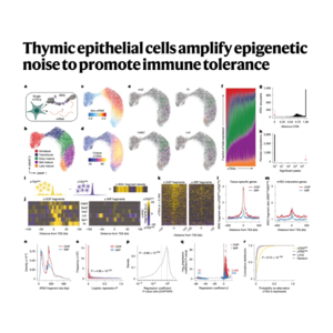 111-p53 Suppresses Chromatin Noise and Cellular Plasticity