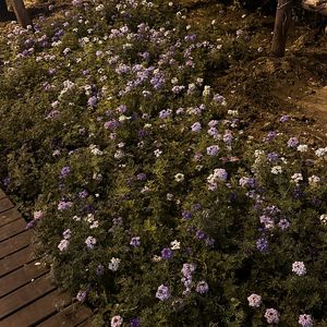 podcaster-avatar