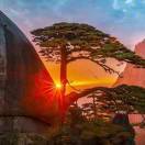 洞庭湖滨一劲松