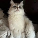 苔花也学牡丹开