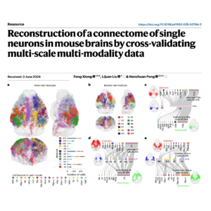 320-Validated Single-Neuron Connectome of the Mouse Brain