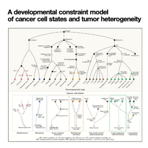 030-A developmental constraint model of cancer cell states