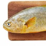 东海大黄鱼表示很凎