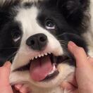 比奇堡里的一条