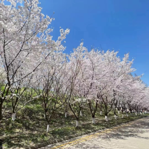 003|“她在苏州很想你”