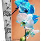 云无心以出岫_1czm