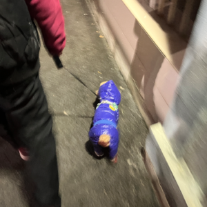 被羽毛球爆头三次之后产生了害怕心理&脑子里关于还珠格格的回忆