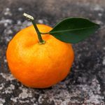 orange_橘子