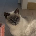 一个本本份份的逮劳