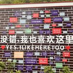 佛系小金