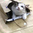 炫听狂魔塔卡丁女士