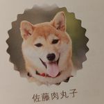 柴犬肉丸子