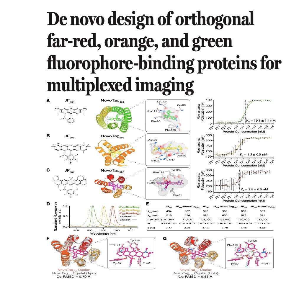 1544-De Novo Design of Fluorophore-Binding Proteins episode artwork