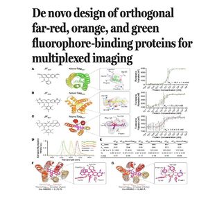 1544-De Novo Design of Fluorophore-Binding Proteins