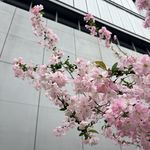葵花看