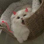 起司小伊
