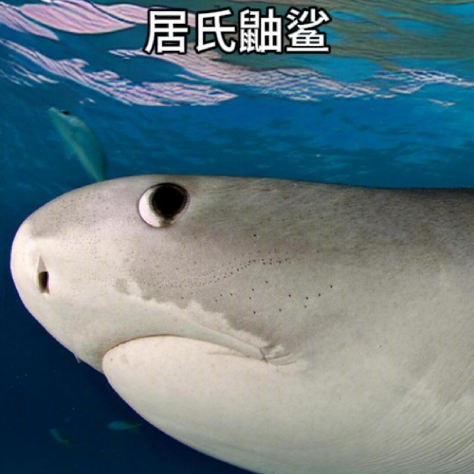 36.敲冷的冷知识分享会 episode artwork