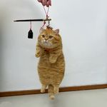 猫弦Su