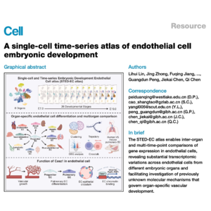578-A Single-Cell Atlas of Embryonic Endothelial Development