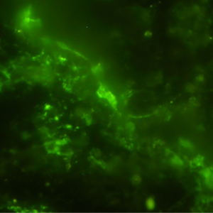 SCP-016 智能微生物