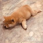 Zeno_zzz