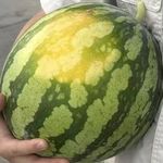 周OK的