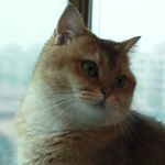 Hatchi