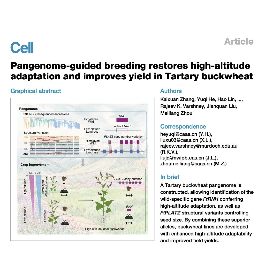 1513-Genomic Insights into Seed-Size Variation in Buckwheat episode artwork