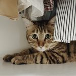 耳朵耳朵立起来