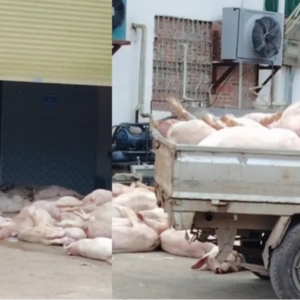 郑韩读报：肉联厂门前出现大量死猪，如何让人相信“没有流入市场”