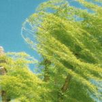 草木青青v