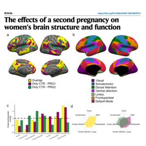594-二次怀孕对女性大脑结构与功能的独特影响