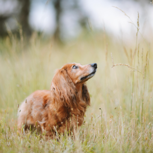 EP71 如何捕捉中国高股息与回购股票的Alpha