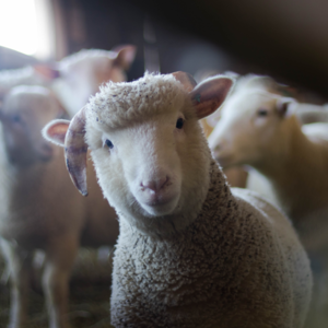 E632. 人在北京，食物自给自足