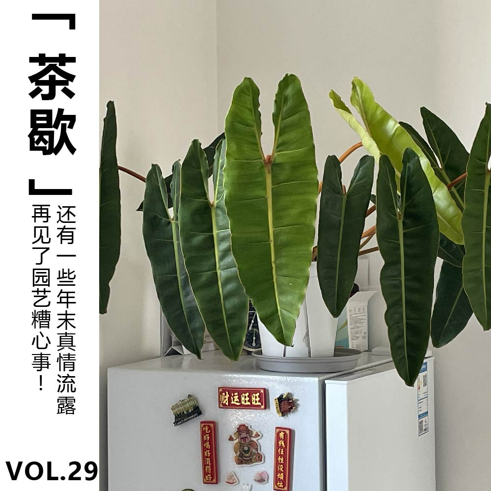 cover of episode Vol.29【茶歇】再见了园艺糟心事！还有一些年末真情流露
