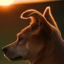 斯特列尼科夫Streln