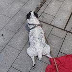 小诺在说话
