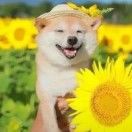 方兔子先生