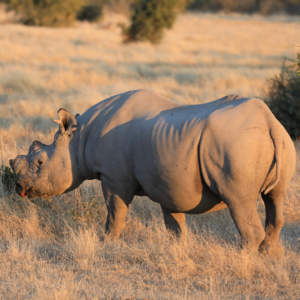 死亡谷与沙丘吞咽550万年:狮影里的非洲纳米比亚