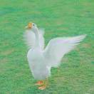 远方_TqYc