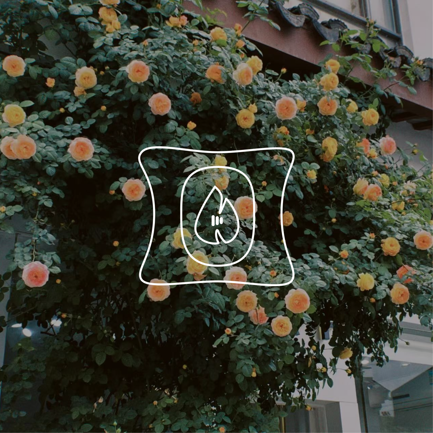 16|书店,一座城市的另一种打开方式。 episode artwork