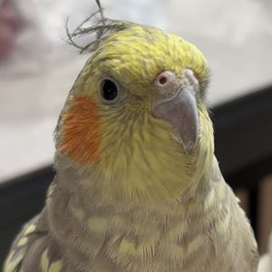 吃竹子的滚滚君