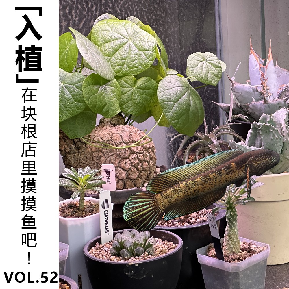 cover of episode Vol.52【入植】在块根店里摸摸鱼吧！