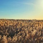 不爱说话的兔码头