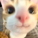 小橙颗粒