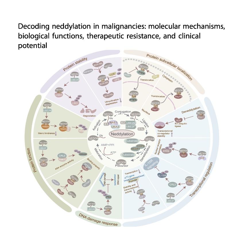 1428-Decoding Neddylation in Malignancies episode artwork