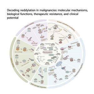 1428-Decoding Neddylation in Malignancies