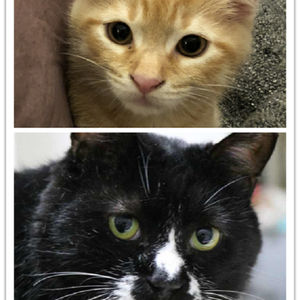 史蒂夫说89期 - 沉默的马大爷 - 撸最软的猫，做最硬核的科普